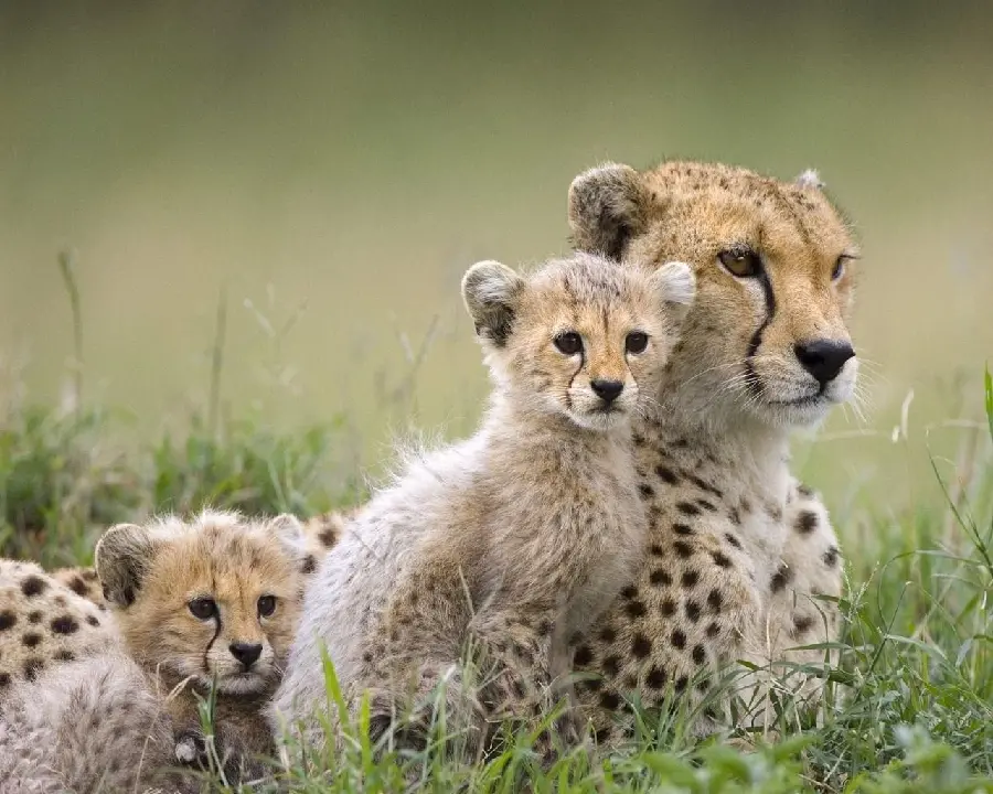  Download beautiful and pure images of a cheetah family of felines