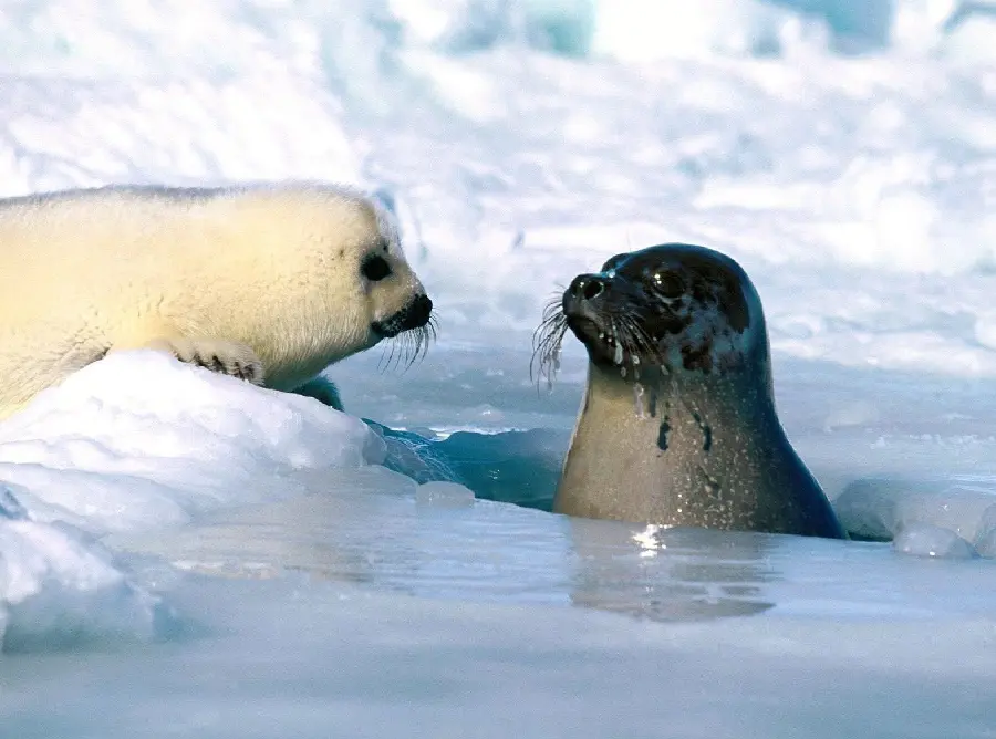 Beautiful Caspian seal background, a rare marine mammal species