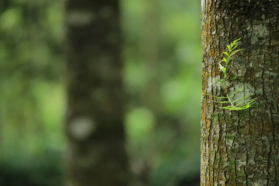 Beautiful image of a beautiful and special brown tree trunk in the forest with green plants 