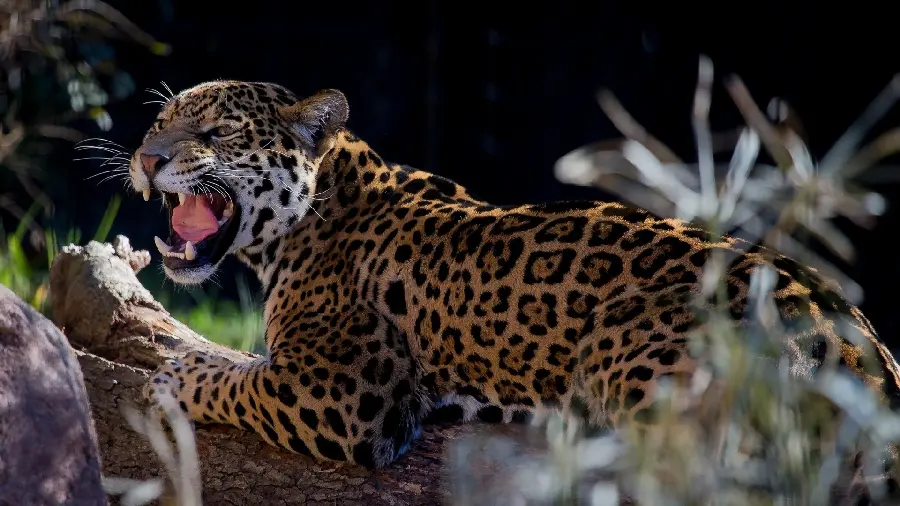 Download roaring leopard wallpaper for laptops
