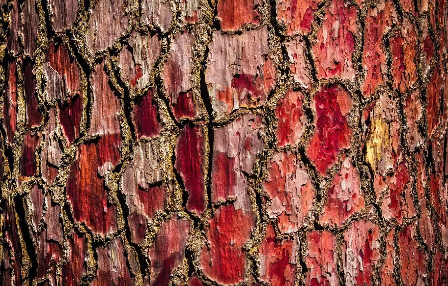 Most viewed photo of strange and extraordinary red tree bark 