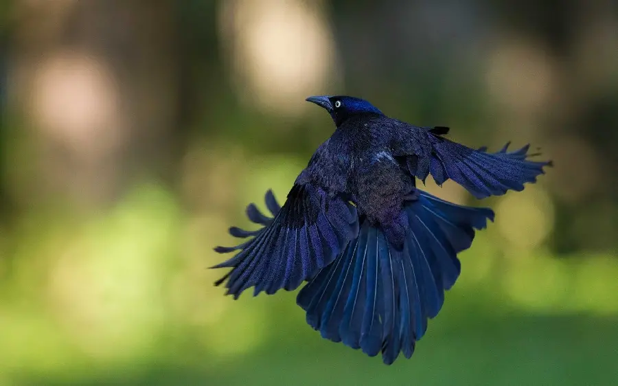Dream image of a bird of paradise flyingIn the background of the follow