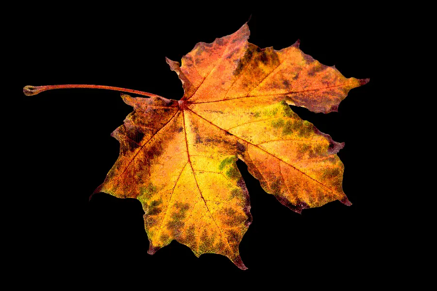 Download the stylish PNG image of the black background of the autumn leaf design