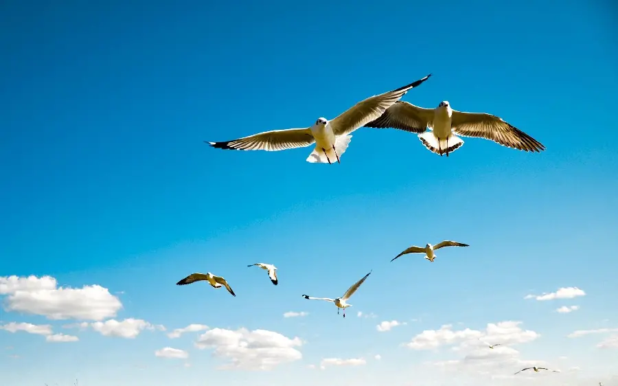 Stock photo of a group of birds flying in the wild and free nature 