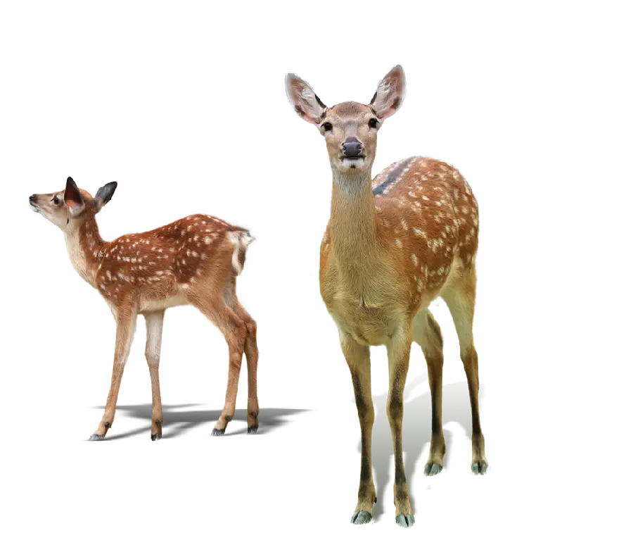 PNG photo of real and wild Gogoli deer, teleported and without background