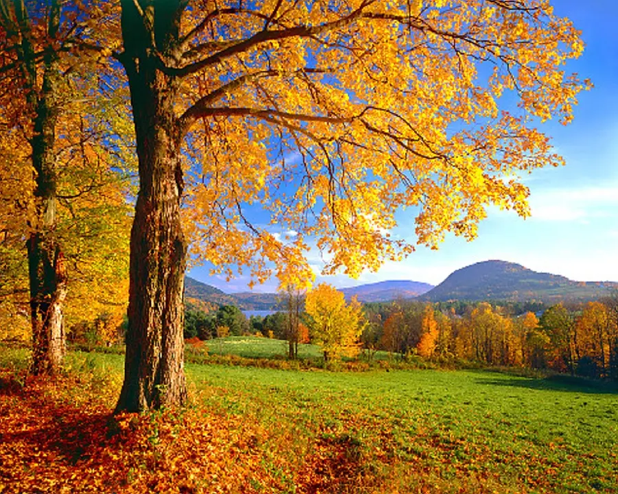 The best autumn profile photo with full HD quality for Samsung mobile phones 