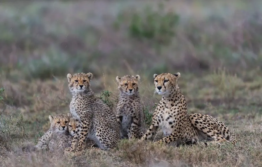 Background of a family of cheetahs in the plains of Africa in high resolution 