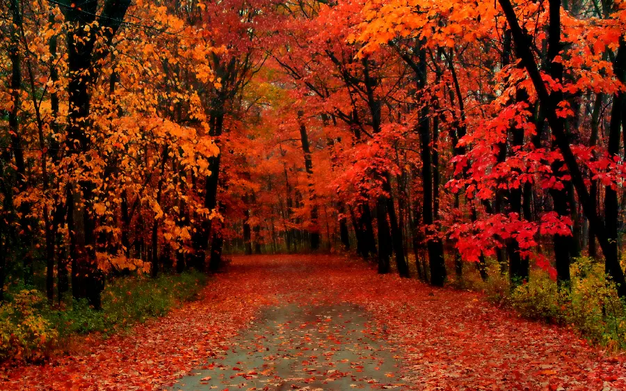High quality stock with the theme of autumn forest for printing posters and signs