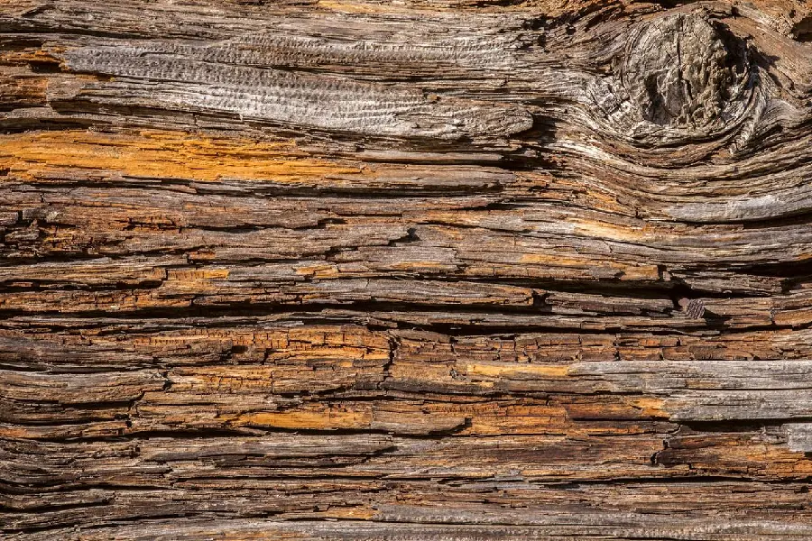 Free download of stylish and special tree bark photo for desktop printing 