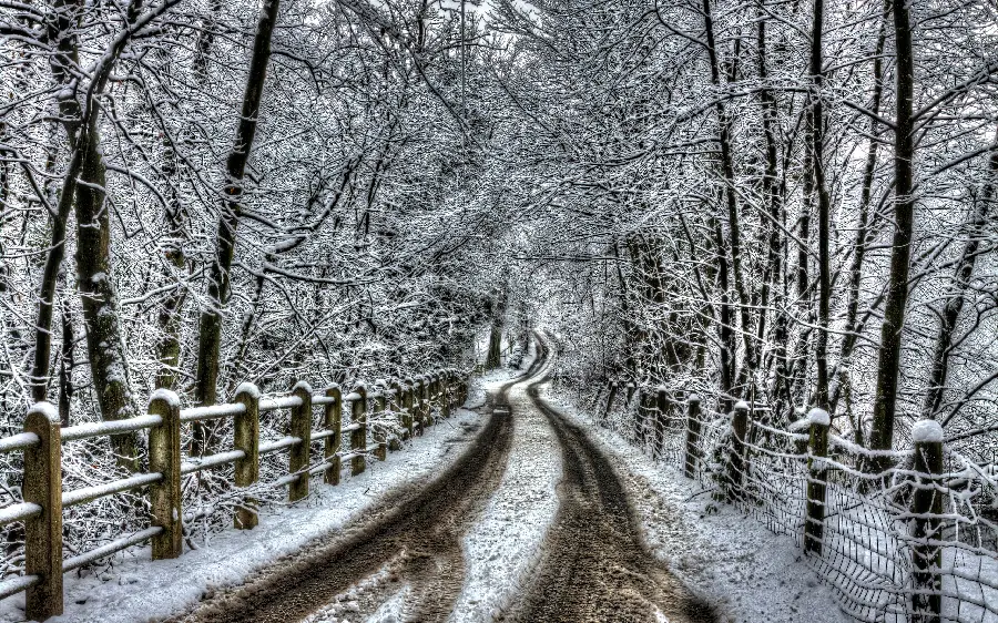 Image of a narrow road between the fence of winter trees