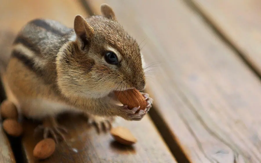 Cool picture of a little squirrel