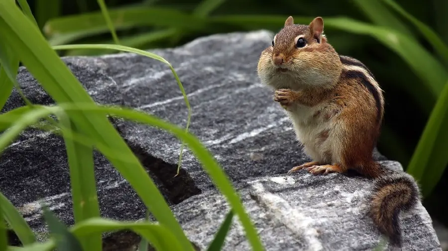 Awesome image of a squirrel on rocks with its lips puffed up with food
