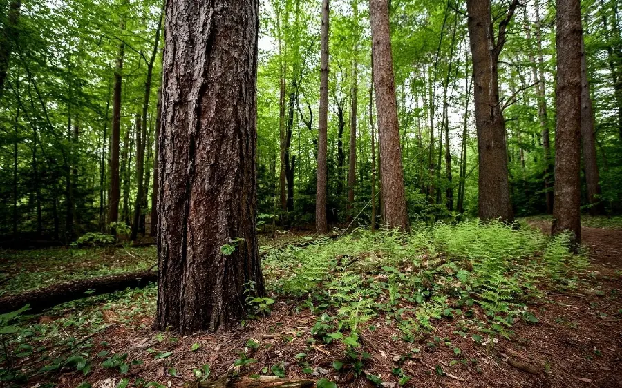 Background photo of virgin forest tree trunks for decorative painting printing