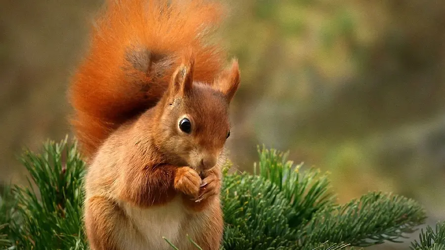 Cute squirrel and Nanaz wallpaper for desktop background