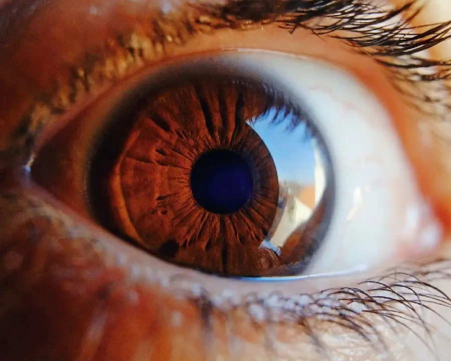 Attractive photo of real brown eyes with long eyelashes 