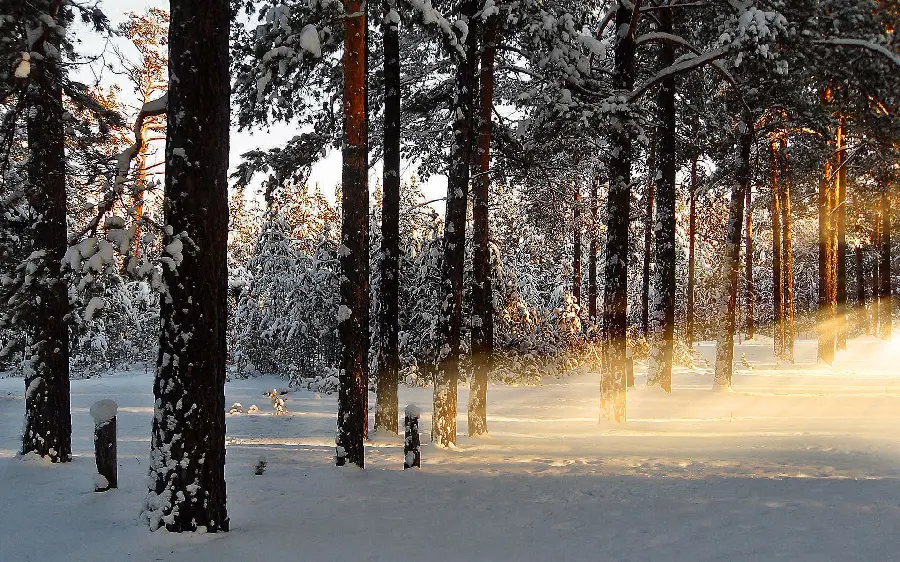 Download special and cool wallpaper with winter theme for mobile and tablet