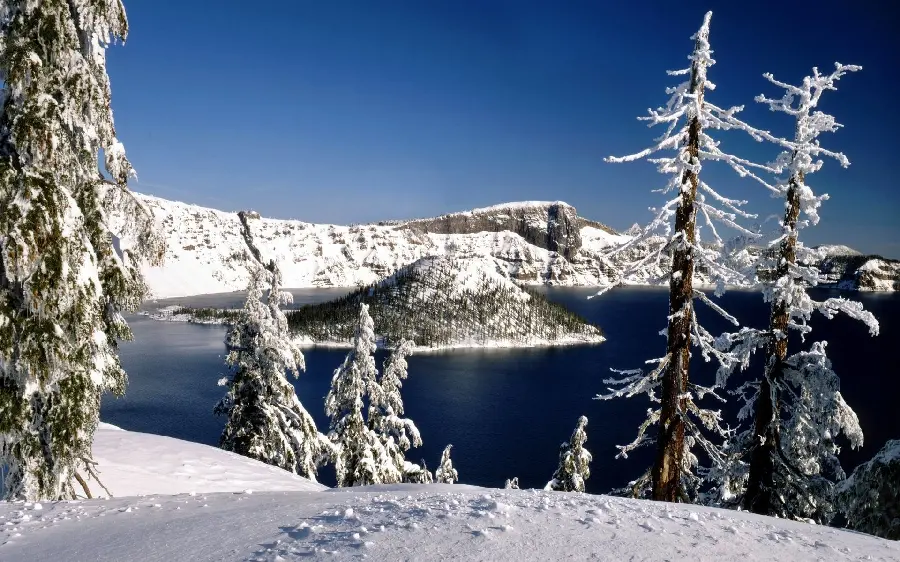 Download a very interesting and beautiful picture of snowy trees with excellent quality 