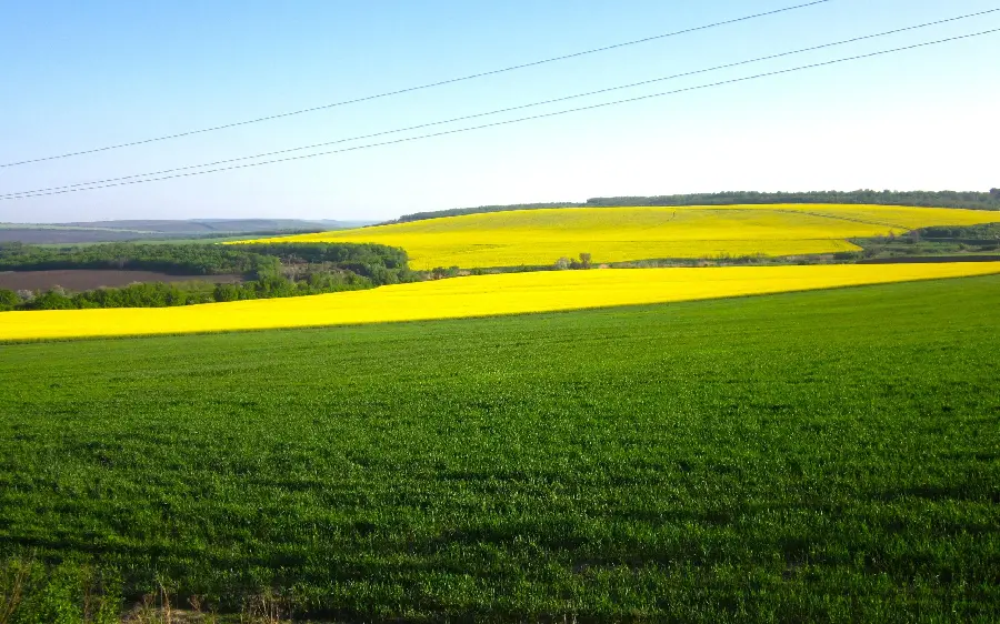 The most widely used wallpaper for desktops, laptops and computers for public places