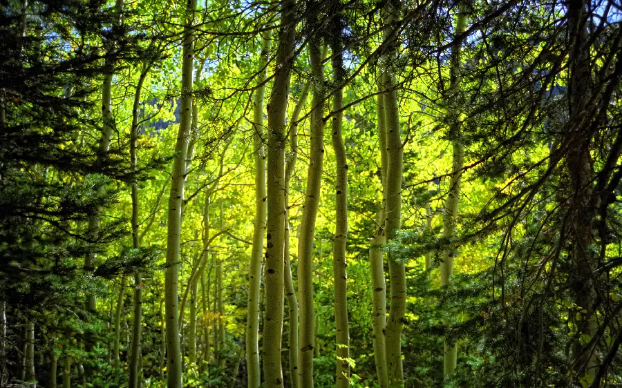 A unique and stylish image of a fresh and lush rainforest