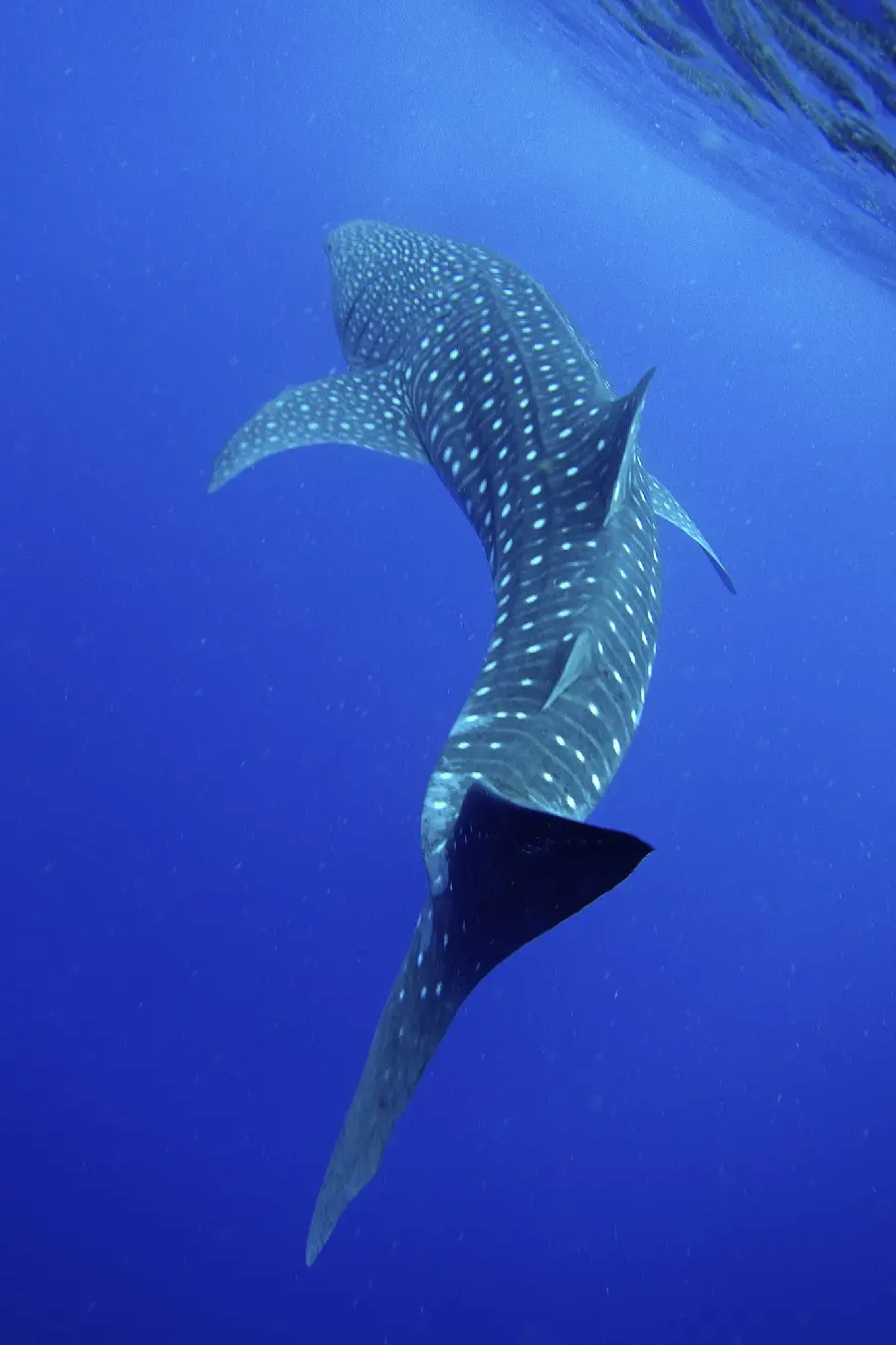 Download Stock Photo of Whale Shark for Decorative Print 