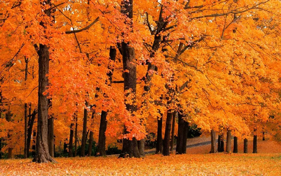 The most beautiful real nature landscape of the autumn season without editing and Photoshop 