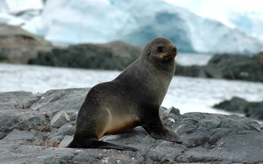 Download High Quality Seal Wallpaper Print 