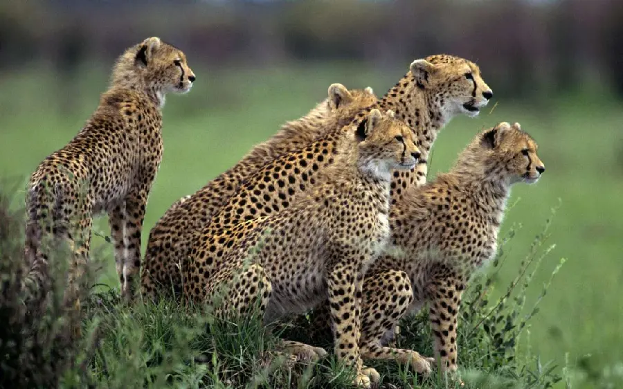 Beautiful stock of a cheetah family for the worldNot a laptop for lovers of this animal 