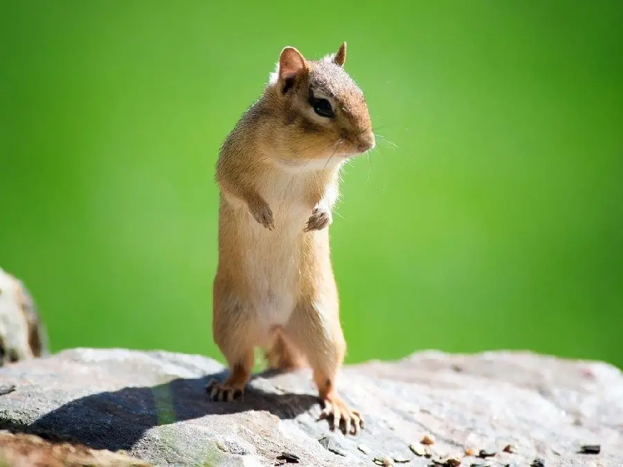 Very beautiful stock of a squirrel-like rodent