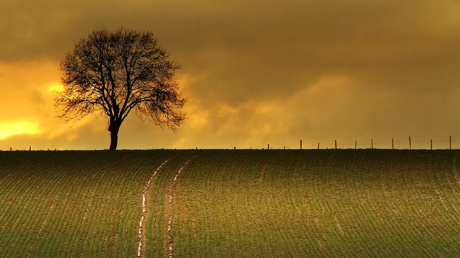 Strange background of a lonely tree with a sad sunset sky background 