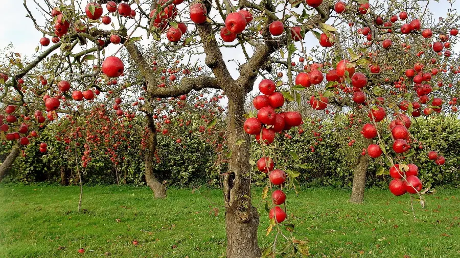 Red apple tree wallpaper for use in health websites