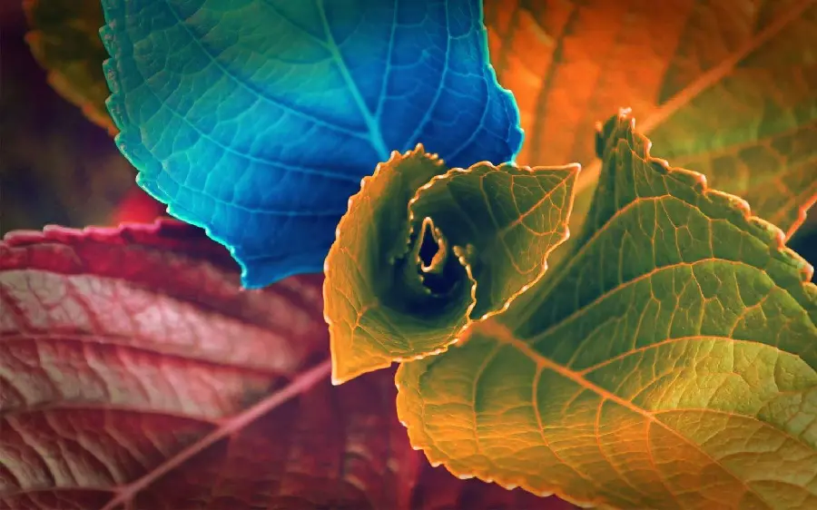 Fantasy digital art image of colorful autumn broad leaves 