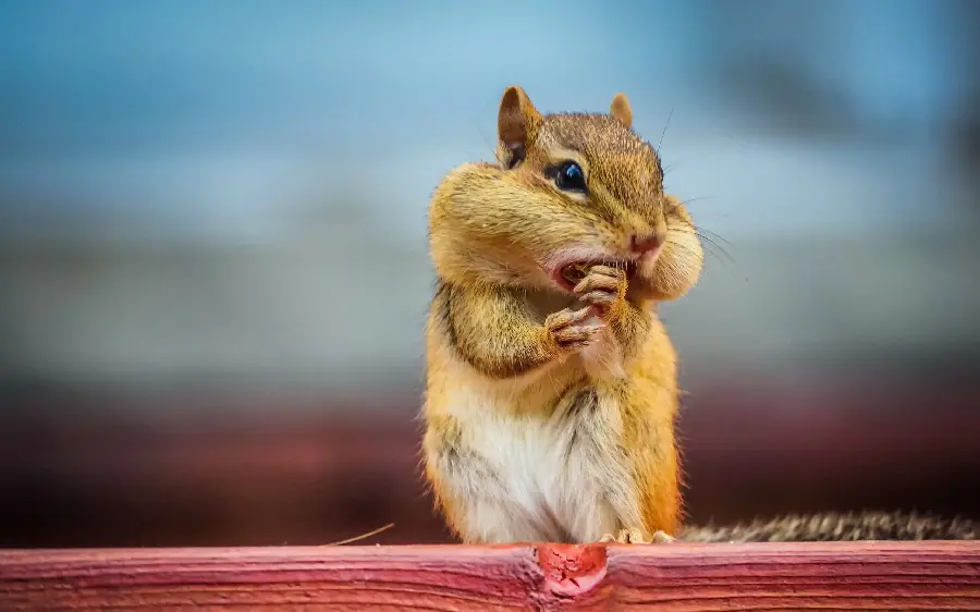 A popular ground squirrel or ground squirrel background