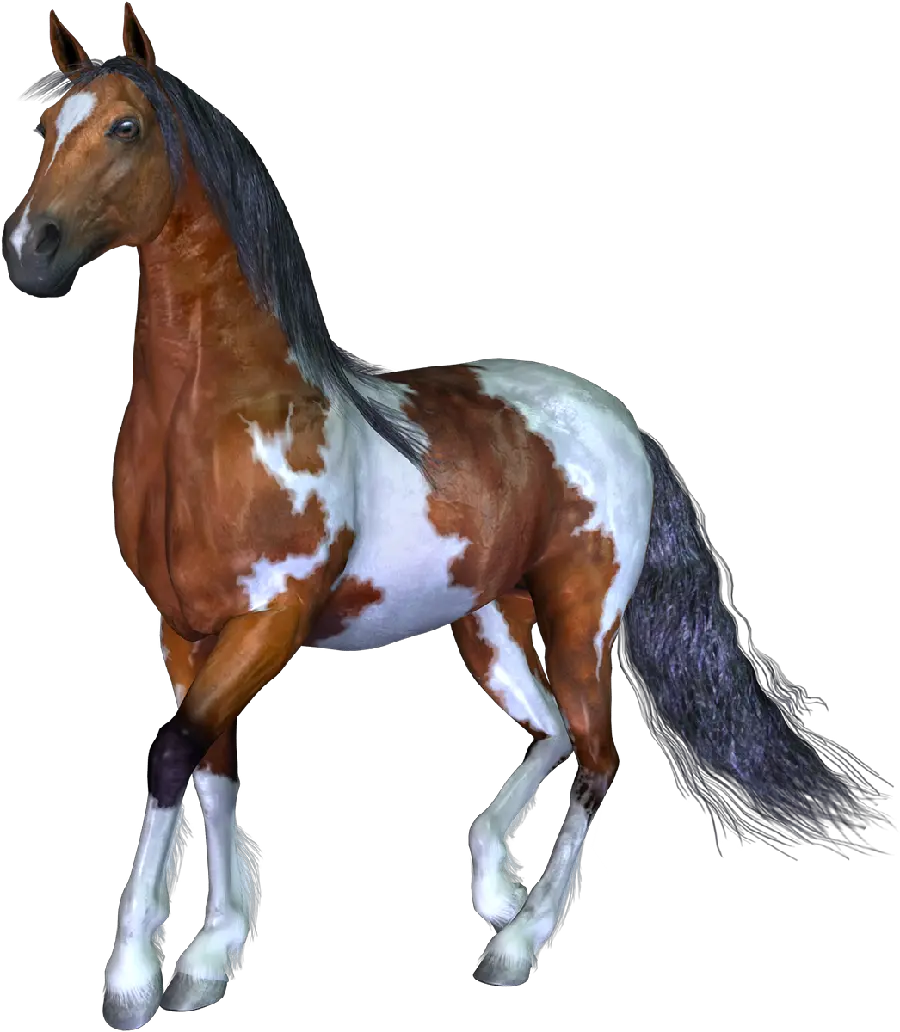 PNG photo of a white brown horse with a white background 
