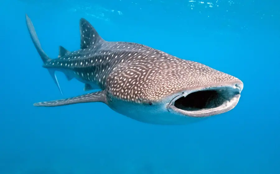Stock image of a whale shark with an open mouth for a project cover 