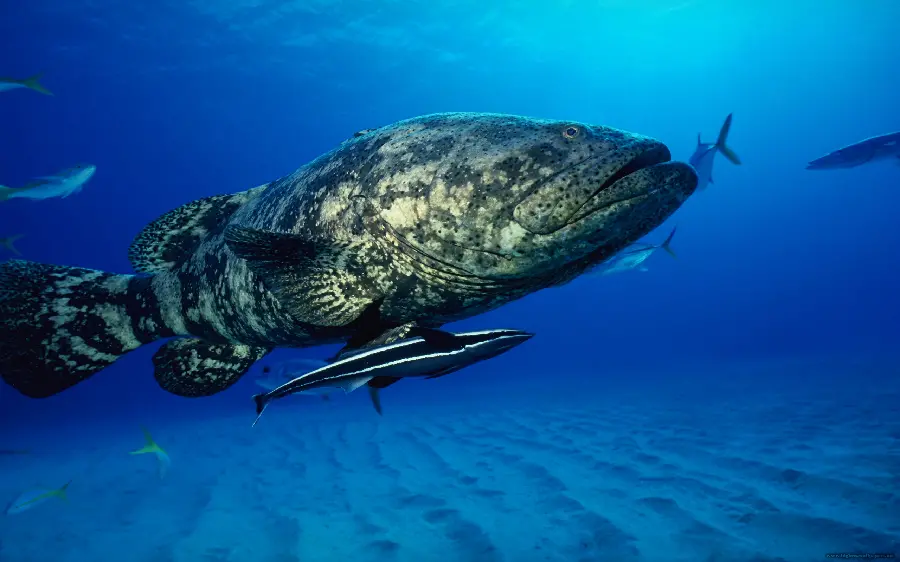 Background for old screens of giant sea creatures 