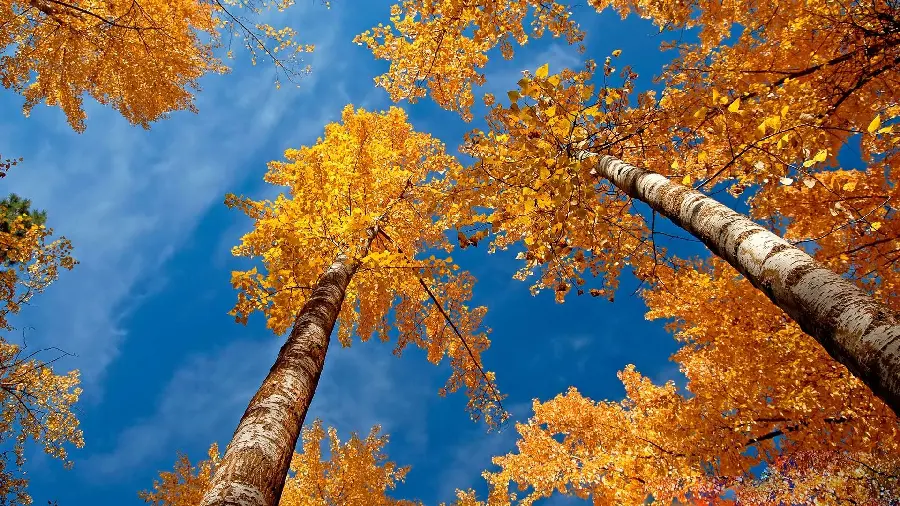 Free and high-quality download of autumn trees with blue sky
