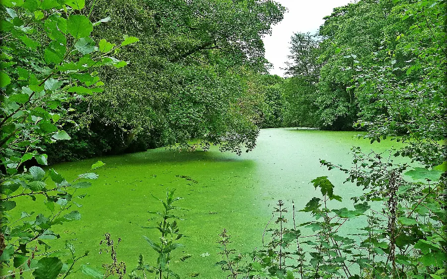 Photo of the background of Huiyang Lake among lush and leafy trees in China 