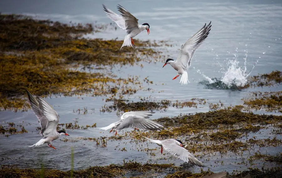 Background Photo of Fine Art Photography with Lakeside Birds