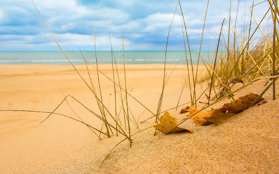 Free download of beach grass backgrounds in HD quality