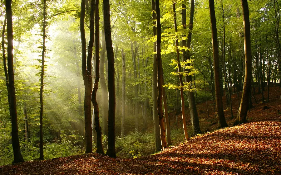 The most visited forest wallpaper with tall and lush trees and sunlight 