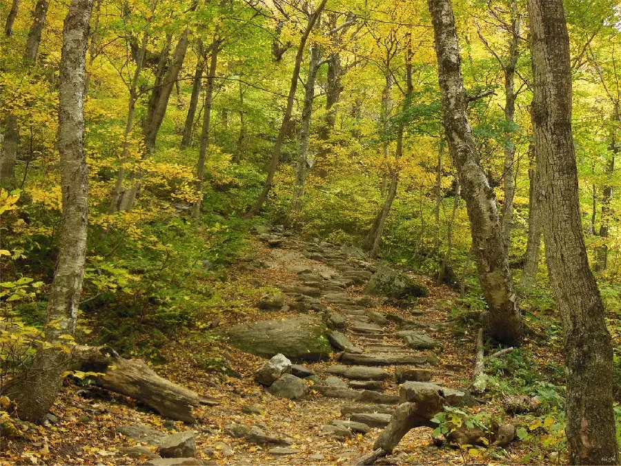 The most dreamy attraction of the autumn forest trail