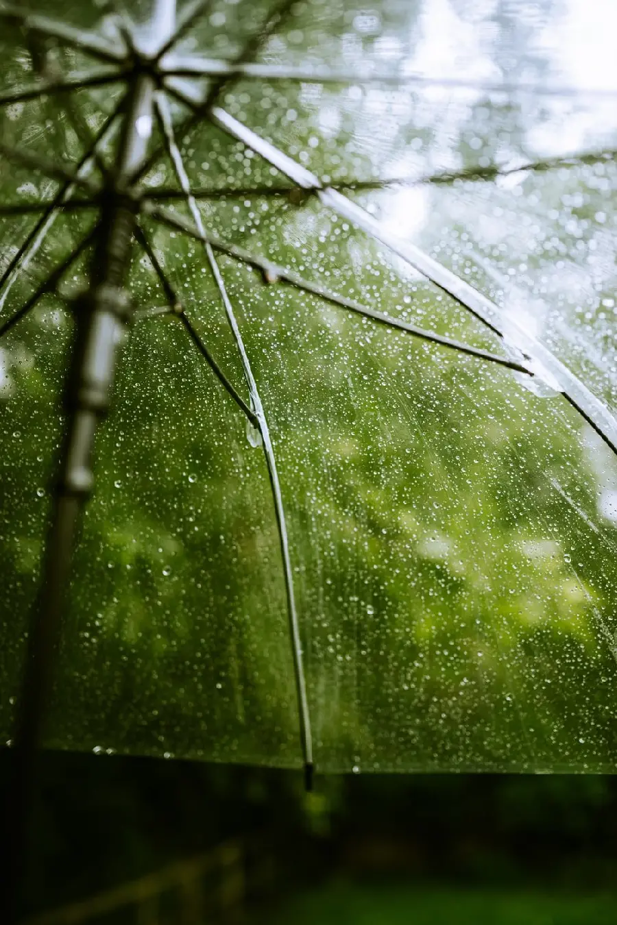 The most downloaded background photo of a transparent umbrella design with a lush nature background