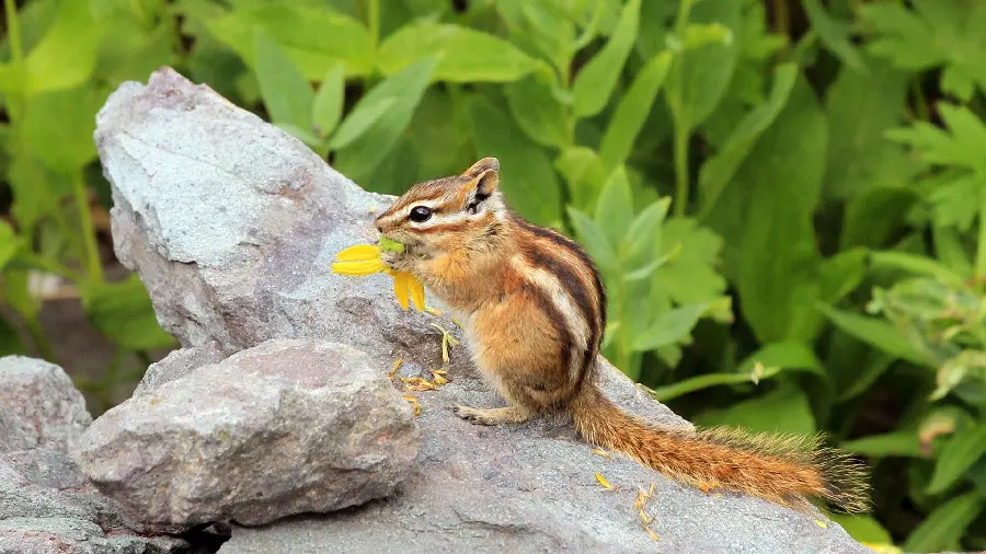 Computer background with a beautiful and cute design of a squirrel