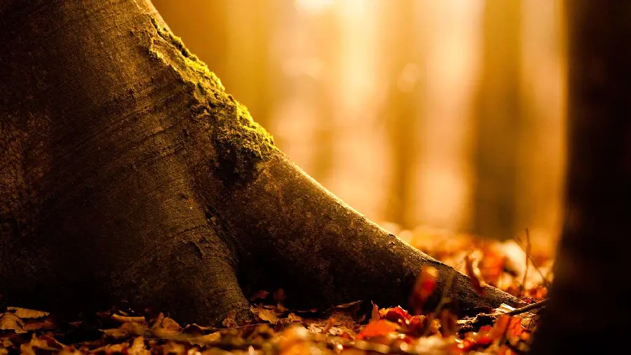 Stock photo of sturdy autumn trees in the forest of a thousand colors of autumn