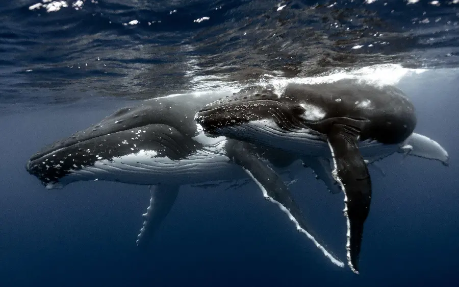 Sperm whale photo, a large ocean predator with large teeth