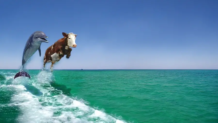 Photoshopped and Fun Image of a Dolphin Jumping Next to a Brown Cow
