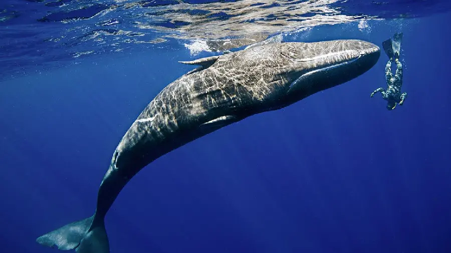 Photo of predatory sperm whales in the west of Ireland ocean waters