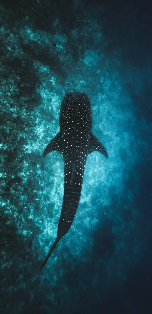 Whale shark photo, the most interesting marine animal, best quality