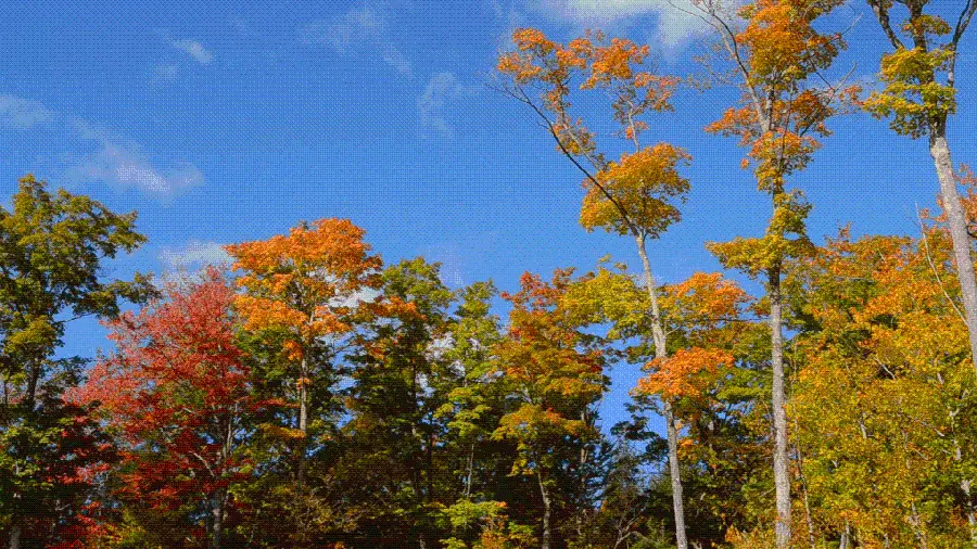 Special and Attractive Autumn Nature Profile Photos with High Quality