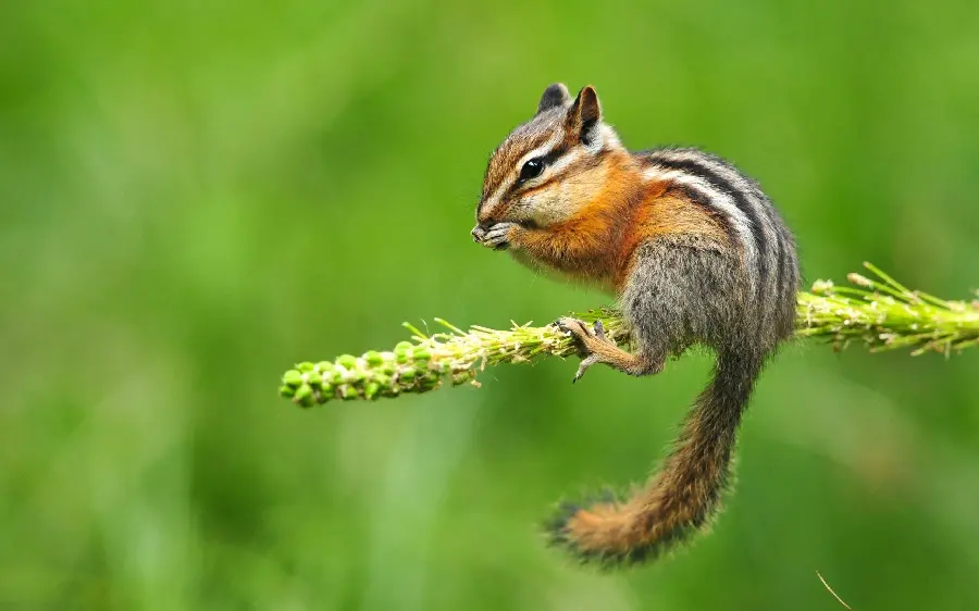 A nice quality profile photo of a long-tailed squirrel